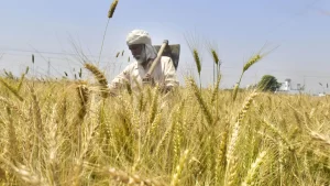 Egypt clears Indian wheat, trade negotiations on with more nations