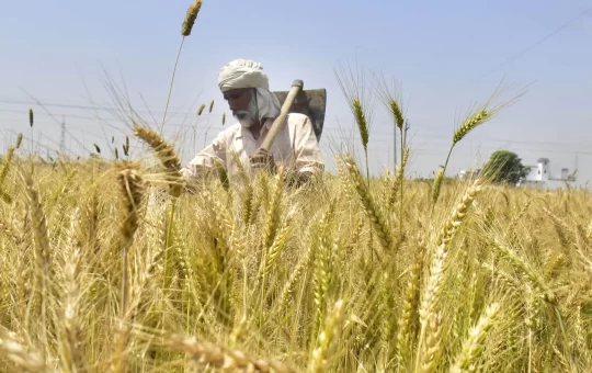 Egypt clears Indian wheat, trade negotiations on with more nations