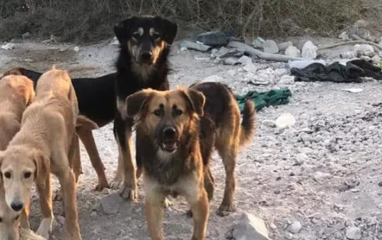 "Barbaric Act": Killing Of 29 Dogs In Qatar Sparks Uproar Online