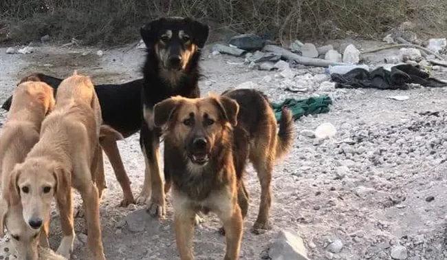 "Barbaric Act": Killing Of 29 Dogs In Qatar Sparks Uproar Online